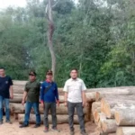 Kayu Jati Tak Bertuan Sebanyak 86 Batang Ditemukan Di Hutan