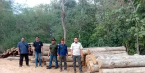 Temuan 86 Batang Kayu Jati Tak Bertuan di Hutan Milik Perhutani KPH Banyuwangi Selatan