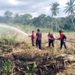 Kebakaran 3 Hektare Lahan Tebu Di Banyuwangi, Damkar Curigai Ada