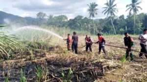 Kebakaran 3 Hektare Tebu di Banyuwangi, Damkar Curigai Unsur Kesengajaan