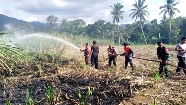 Kebakaran 3 Hektare Tebu di Banyuwangi, Damkar Curigai Unsur Kesengajaan