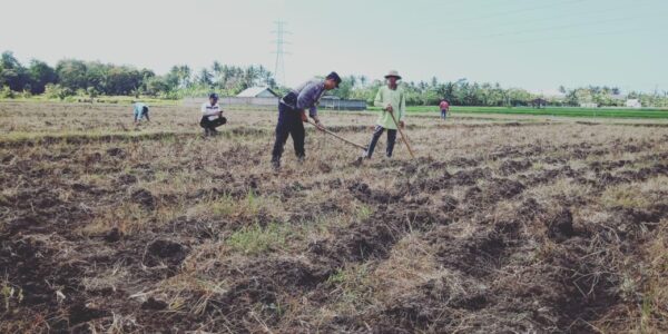 Ketahanan Pangan Desa Dangin Tukadaya: Bhabinkamtibmas Sebagai Penggerak Utama