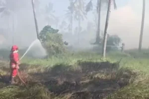 Terbongkar! Penyebab Kebakaran Lahan Kosong Tanah Kas Kelurahan Temenggungan di Banyuwangi Kota