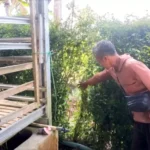 Maling Embat 6 Kambing Di Temuguruh: Korban Rugikan Rp 9,5