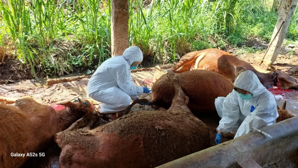 Sapi Mati Mendadak di Cepoko Gunungpati: Dispertan Semarang Ungkap Dugaan Awal