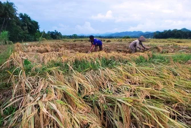 Pemantauan Kekeringan: Bpbd Sukoharjo Tindak Lanjut Wilayah Terpengaruh