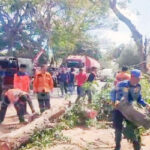 Pohon Tumbang Di Banyuwangi Timpa Pemotor, Warga Diminta Waspada