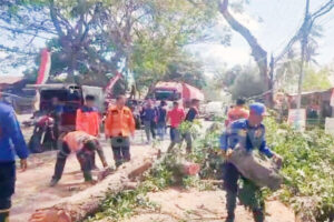 Pohon Tumbang di Banyuwangi, Pemotor Jadi Korban