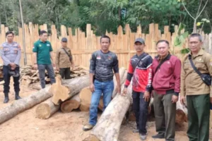 Penangkapan Kayu Jati Ilegal di Banyuwangi Selatan: Polhutmob Amankan Puluhan Batang