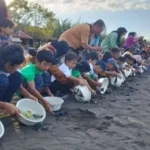 Ratusan Anak Di Banyuwangi Lepasliarkan Tukik Dalam Edukasi Konservasi Penyu