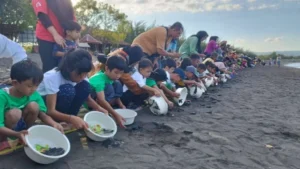 Edukasi Konservasi Penyu di Banyuwangi Ratusan Anak Lepasliarkan Tukik