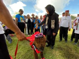 Festival Ternak Banyuwangi: Ratusan Domba dan Kambing Bersaing untuk Piala Bergengsi Bupati