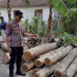 61 Kayu Jati Ilegal Dari Banyuwangi Gagal Diselundupkan Ke Luar