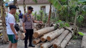 Polisi Amankan 61 Kayu Jati dan Tangkap Dua Pelaku Illegal Logging di Banyuwangi