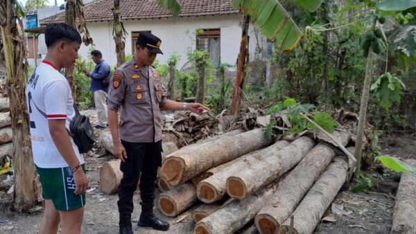 61 Kayu Jati Ilegal Dari Banyuwangi Gagal Diselundupkan Ke Luar