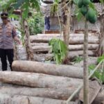 Aksi Ilegal Logging Di Purwoharjo Terbongkar, Polisi Amankan Dua Pelaku