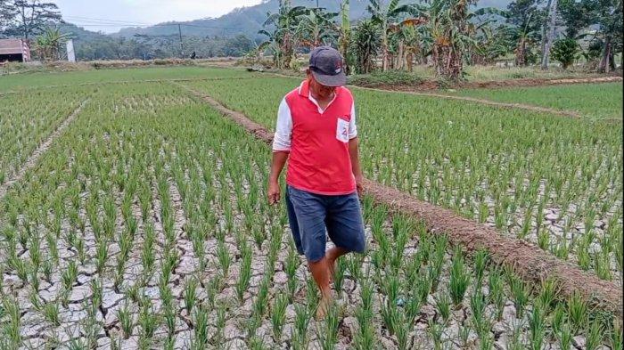 Daftar 35 Desa Terdampak Kekeringan Di Banyumas, 1 Juta Liter