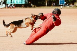 Polisi Respon Laporan Emak-emak Digigit Anjing Herder di Graha Padma Semarang