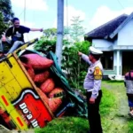 Hindari Pemotor, Truk Cabai Terperosok Ke Parit Di Simpang Tiga