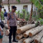 Operasi Ilegal Logging Di Purwoharjo, Dua Pelaku Masuk Bui