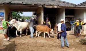 Pembangunan Pasar Hewan Pamotan Rembang Resmi Diundur ke 2025