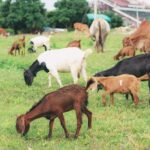 Pencurian 13 Kambing Di Baseh Banyumas, Warga Kehilangan Ternak