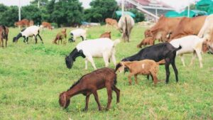 Maling Gasak 13 Kambing Milik Warga Baseh Banyumas