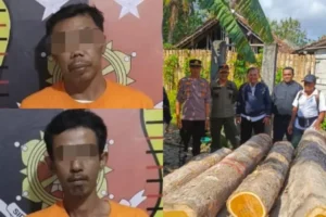 Polsek Purwoharjo dan Polhutmob Gagalkan Penimbunan Kayu Jati Ilegal