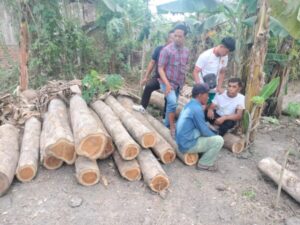 Polsek Purwoharjo Berhasil Ungkap Aksi Ilegal Logging, Dua Pelaku Ditangkap