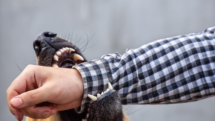 Seorang Pejalan Kaki Diserang Anjing Herder, Insiden Di Semarang