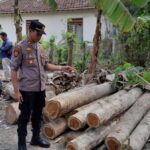 Upaya Penyelundupan 61 Kayu Jati Ilegal Dari Banyuwangi Ke Luar