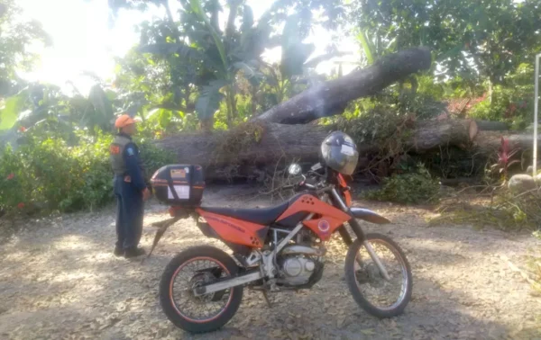 Warga Tulungrejo Bakar Sampah Sembarangan, Pohon Mahoni Di Sekitar Rusak