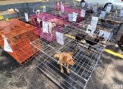 Polresta Banyumas Gagalkan Penjagalan 35 Anjing, Temukan 4 Anjing Mati