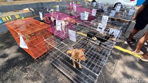 Polres Banyumas Selamatkan 35 Anjing dari Jagal, Sayangnya 4 Sudah Tak Bernyawa