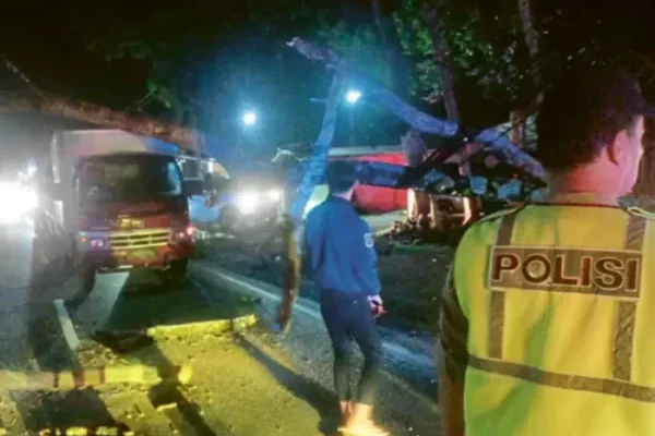 Tumbangnya Pohon Sengon Hentikan Akses Malang-Kediri Selama 3 Jam