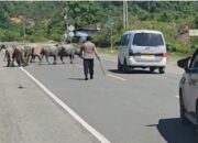 Hewan Ternak Sebabkan Kecelakaan: Apa Sanksi untuk Pemiliknya?