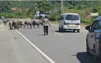 Hewan Ternak Sebabkan Kecelakaan: Apa Sanksi Untuk Pemiliknya?