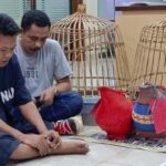 Jadi Panitia Sabung Ayam, Oknum Polisi Di Semarang Tersangka