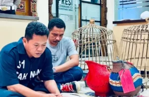 Polisi Tertangkap Basah Jadi Panitia Judi Sabung Ayam di Semarang