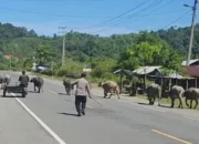 Kecelakaan Akibat Hewan Di Jalan Raya: Apakah Pemilik Bisa Dihukum?