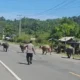 Kecelakaan Akibat Hewan Di Jalan Raya: Apakah Pemilik Bisa Dihukum?