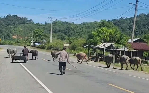 Kecelakaan Akibat Hewan Di Jalan Raya: Apakah Pemilik Bisa Dihukum?