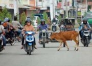 Kecelakaan Lalu Lintas Akibat Hewan Ternak: Bagaimana Tanggung Jawab Pemiliknya?