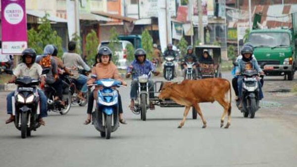 Kecelakaan Lalu Lintas Akibat Hewan Ternak: Bagaimana Tanggung Jawab Pemiliknya?