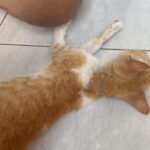 Komunitas Cat Lover Siap Awasi Kasus Kematian Misterius Kucing Malang