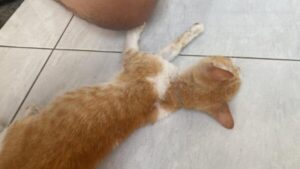 Komunitas Cat Lover Siap Awasi Kasus Kematian Misterius Kucing Malang