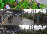 Pohon Tumbang Akibat Hujan Deras Di Singosari, Dua Orang Alami