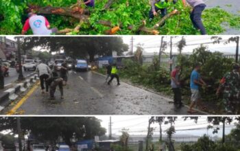 Pohon Tumbang Akibat Hujan Deras Di Singosari, Dua Orang Alami