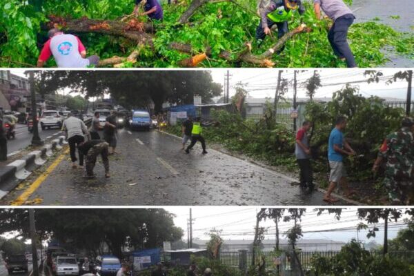 Hujan Deras Picu Pohon Tumbang di Singosari, Dua Warga Dilarikan ke Rumah Sakit