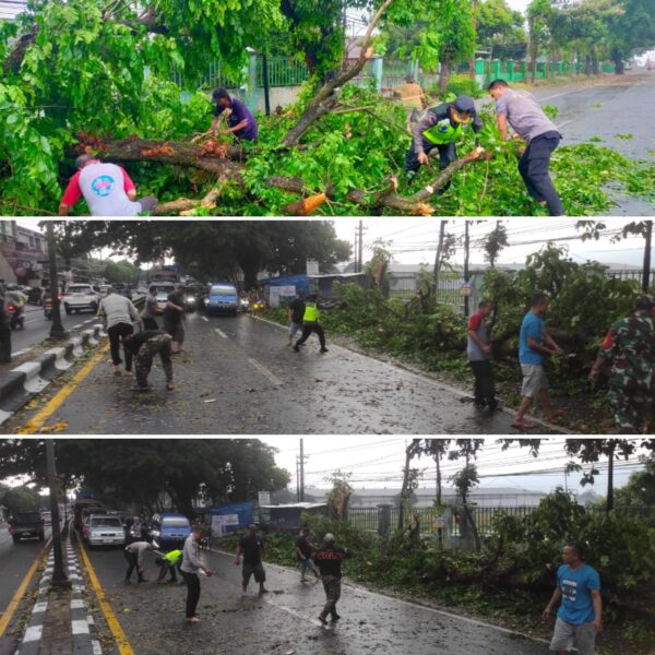 Pohon Tumbang Akibat Hujan Deras Di Singosari, Dua Orang Alami